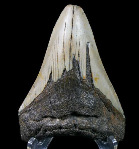Bargain, Megalodon Tooth - North Carolina #80856